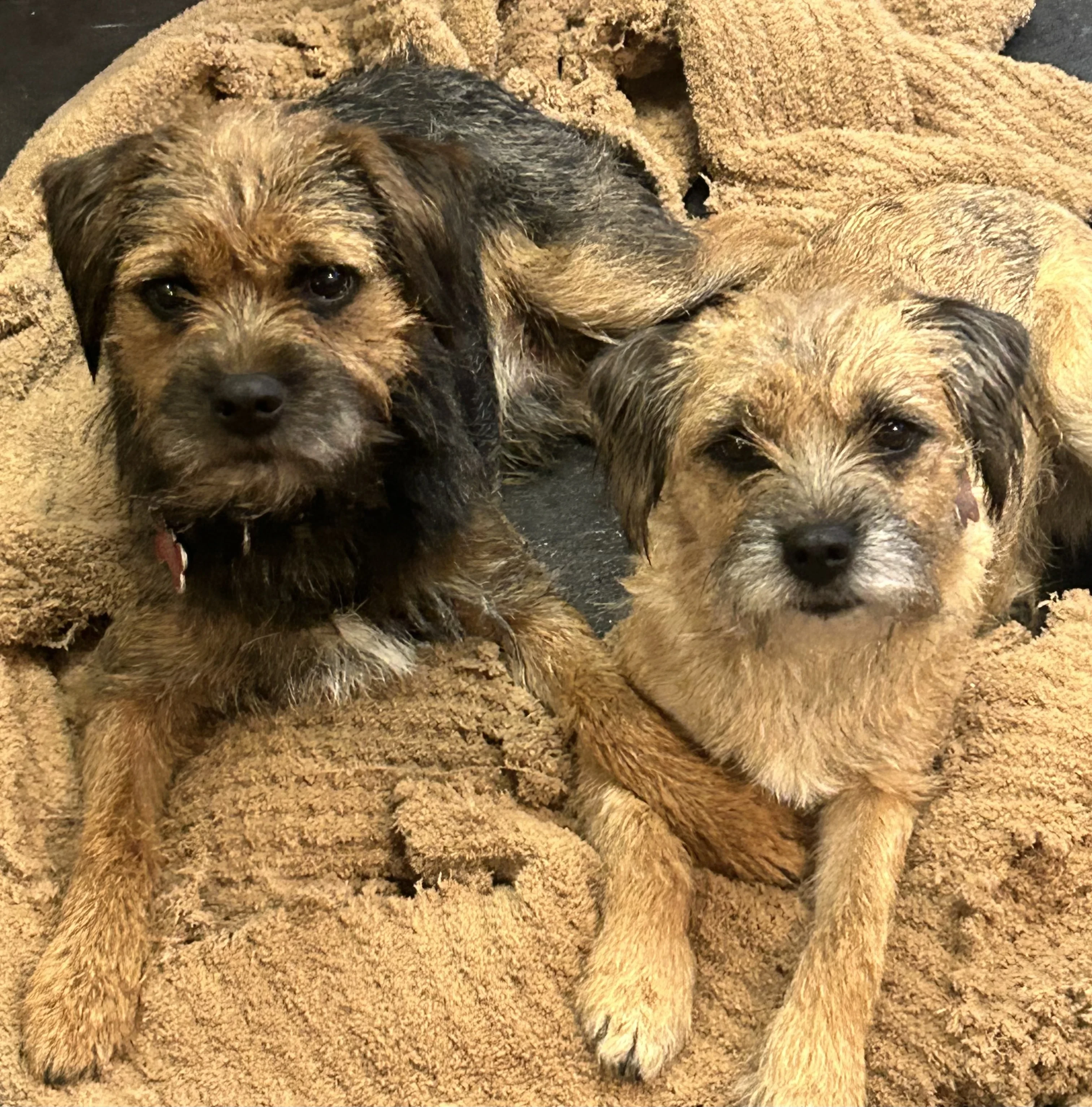 Bilbo & Hannah, Clinic Comfort Team at At Ease Physiotherapy South Surrey