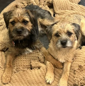 Bilbo & Hannah, Clinic Comfort Team at At Ease Physiotherapy South Surrey